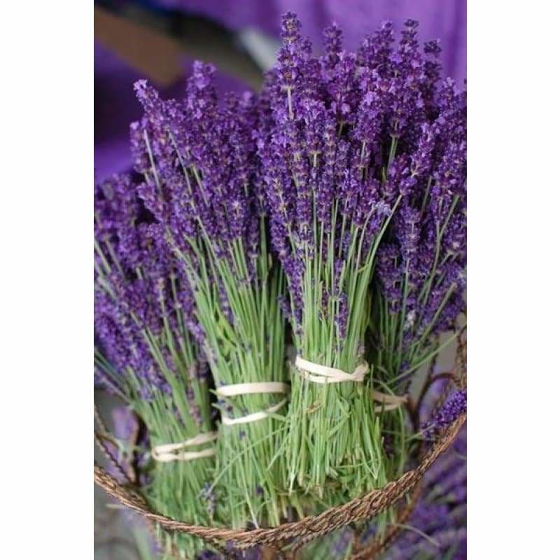 Full Drill - 5D DIY Diamond Painting Kits Beautiful Lavender