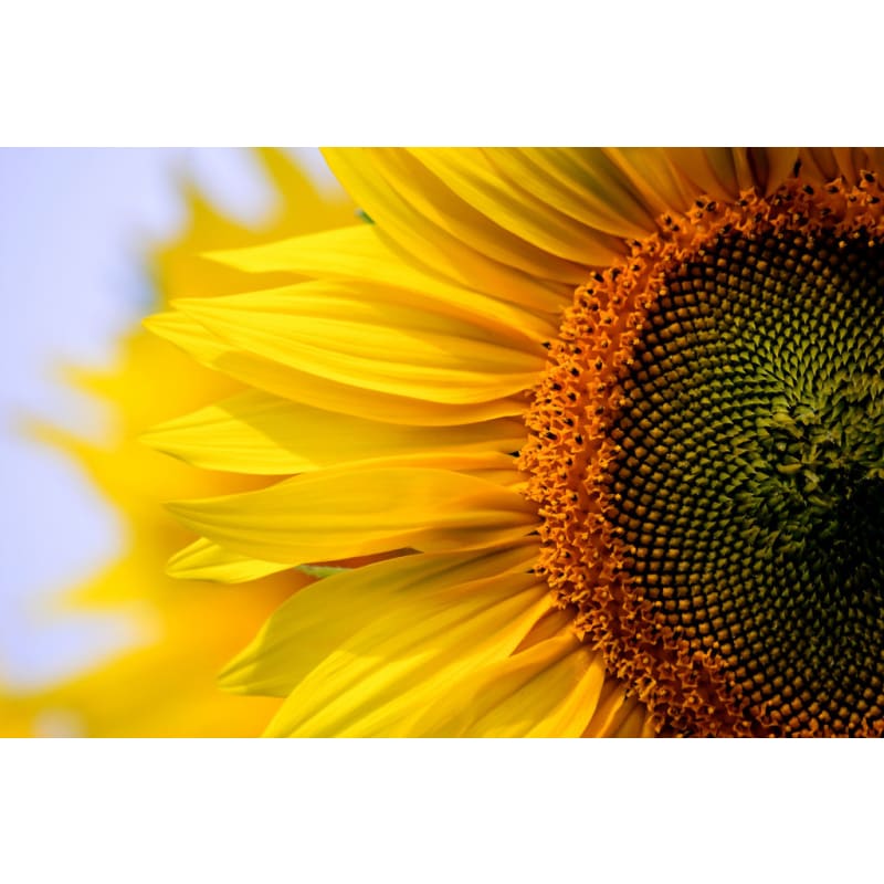Full Drill - 5D DIY Diamond Painting Kits Beautiful Plant