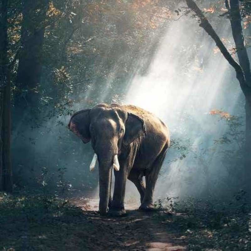 Full Drill - 5D DIY Diamond Painting Kits Elephant in the