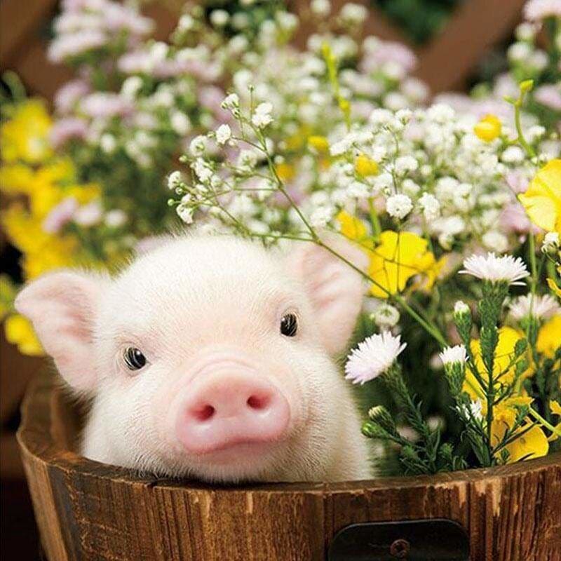 Full Drill - 5D DIY Diamond Painting Kits Pig in the Flower