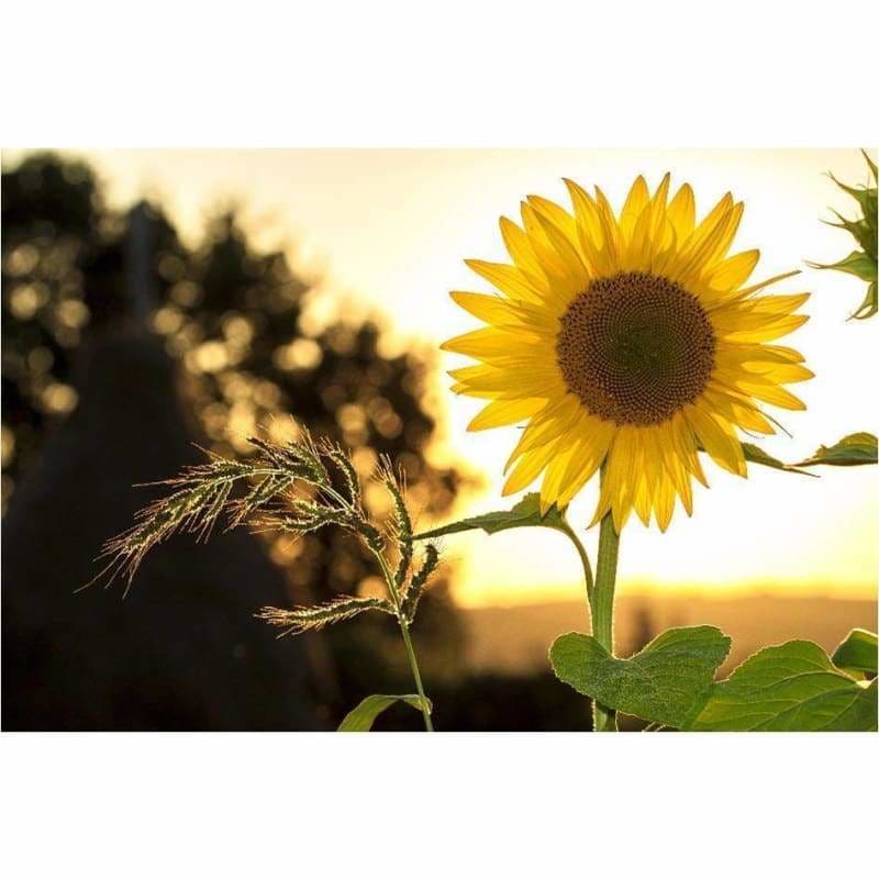 Full Drill - 5D DIY Diamond Painting Kits Plant Sunflower -