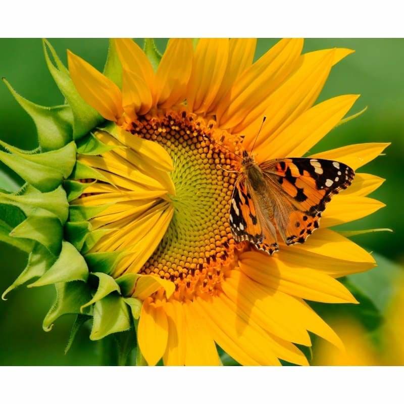 Full Drill - 5D DIY Diamond Painting Kits Wonderful