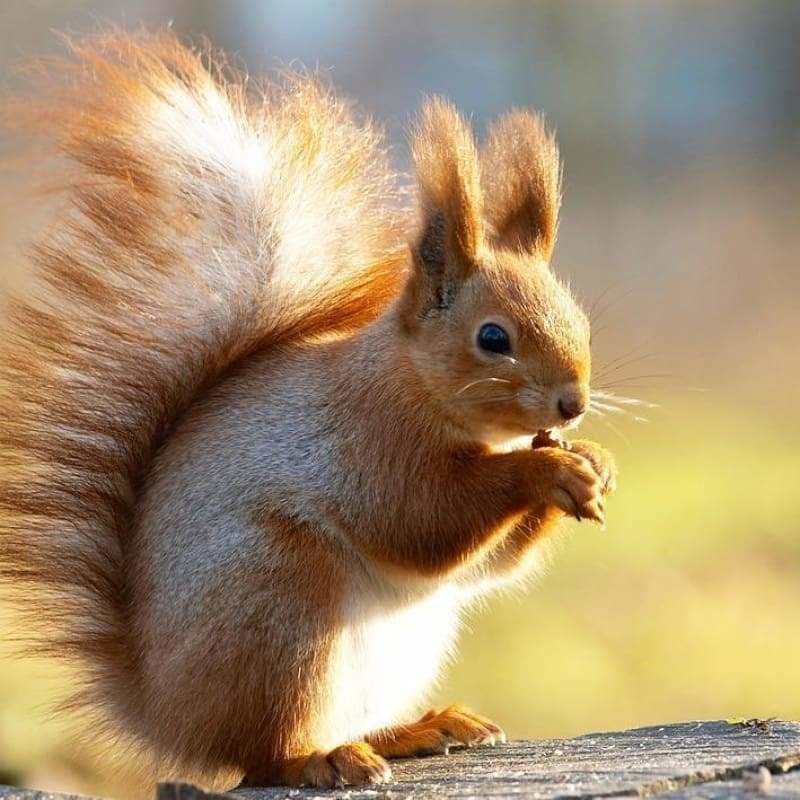 Full Square Drill Squirrel Full Drill - 5D Diy Diamond