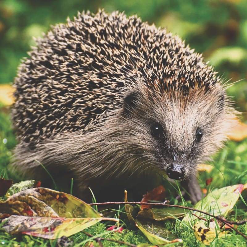 Hedgehog01- Full Drill Diamond Painting - Special Order -