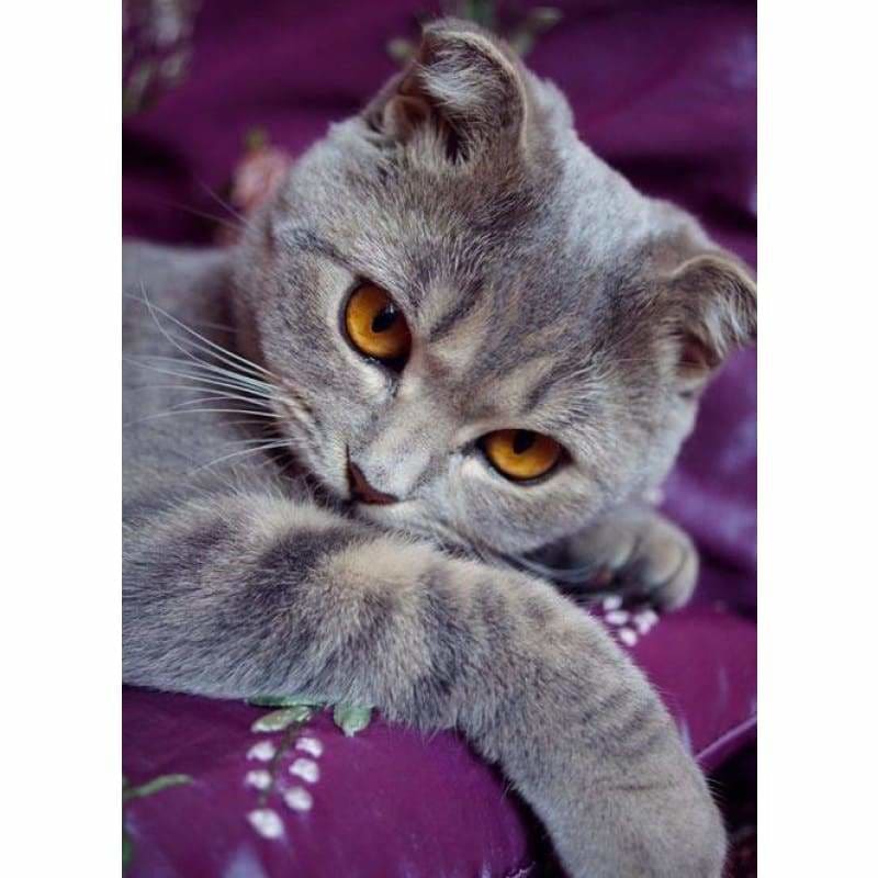 New Hot Sale Cat Picture Full Drill - 5D Diy Diamond