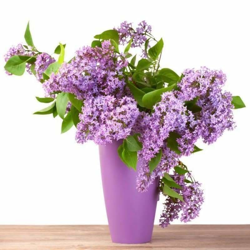 New Hot Sale Lavender Full Drill - 5D Diy Diamond Painting