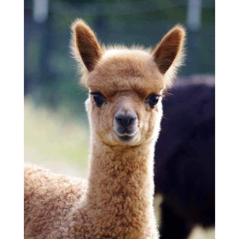 Alpaca - Full Drill Diamond Painting - Special Order - Full