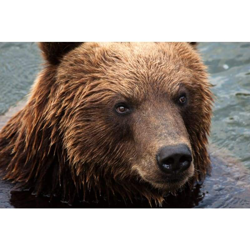 Bear Close Up - Full Drill Diamond Painting - Special Order