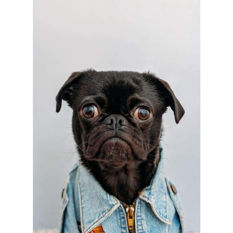 Black Dog 01- Full Drill Diamond Painting - Special Order -