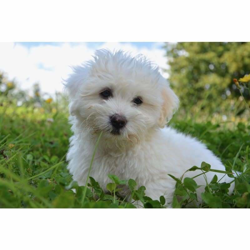 Cute White Puppy - Full Drill Diamond Painting - Special