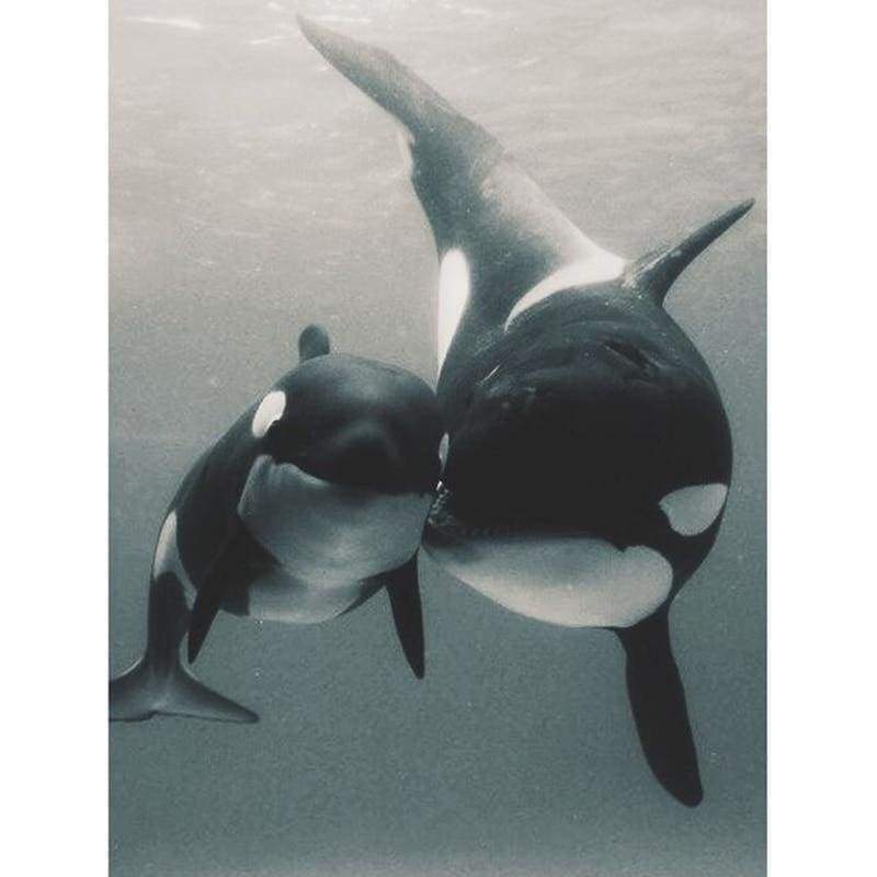 Full Drill - 5D DIY Diamond Painting Kits Grey Style Whale