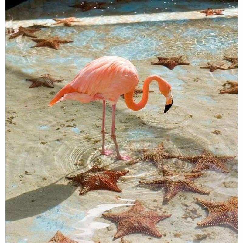 Full Drill - 5D DIY Diamond Painting Kits Pink Flamingo
