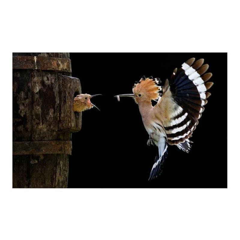 Full Drill - 5D DIY Diamond Painting Kits Warm Bird Mother