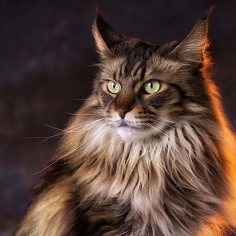 Full Needlework Embroidery Black Cat Full Drill - 5D DIY