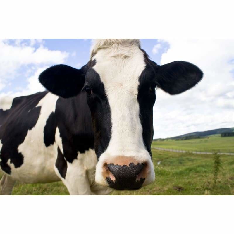 Full Square Drill Cow Full Drill - 5D Diy Diamond Painting