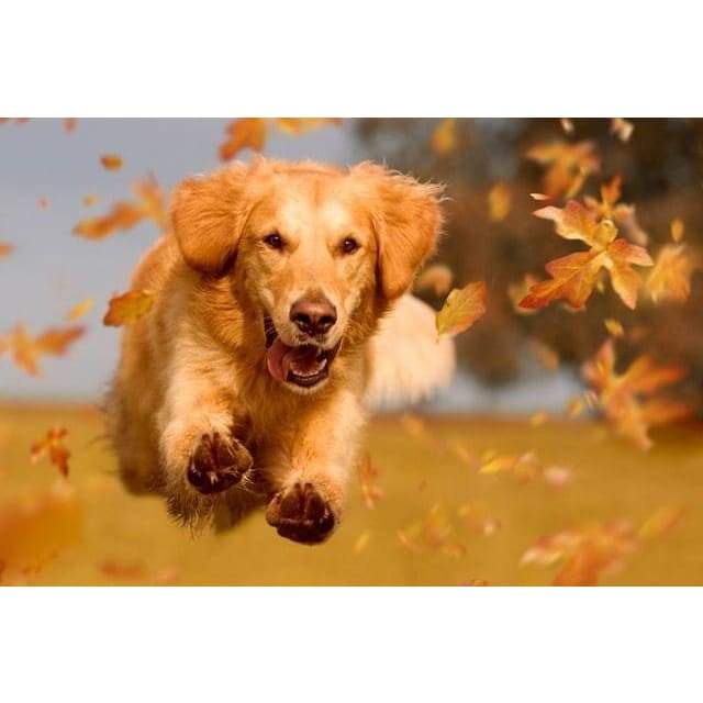 Golden Retriever- Full Drill Diamond Painting - Special