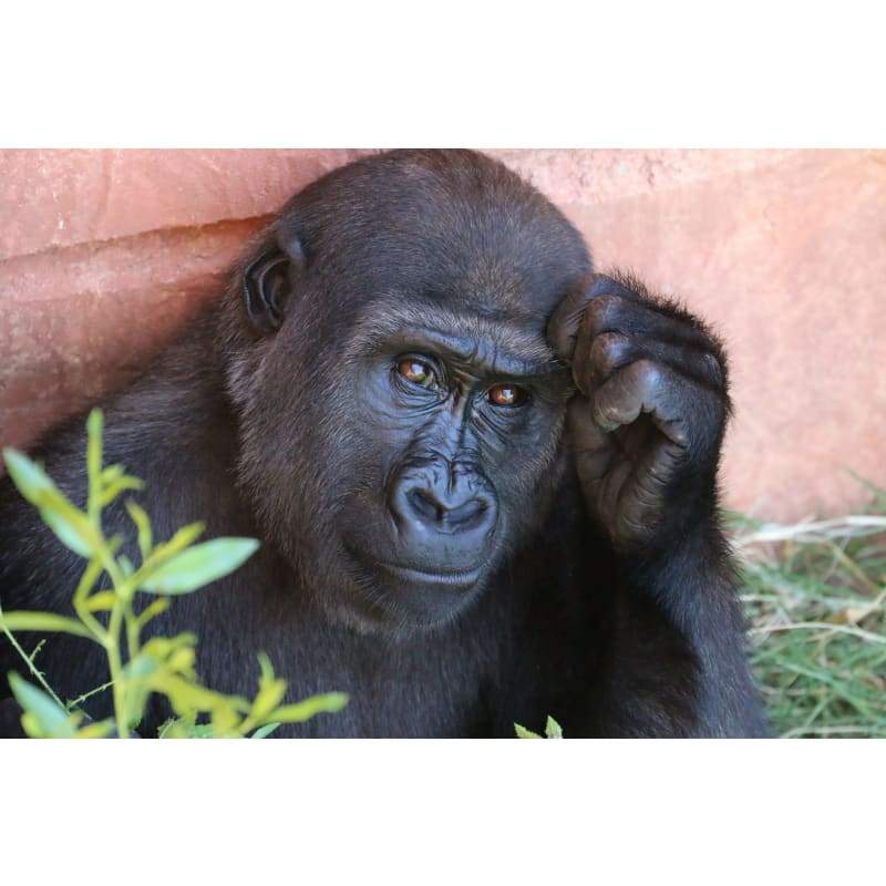 Gorilla Close Up - Full Drill Diamond Painting - Special