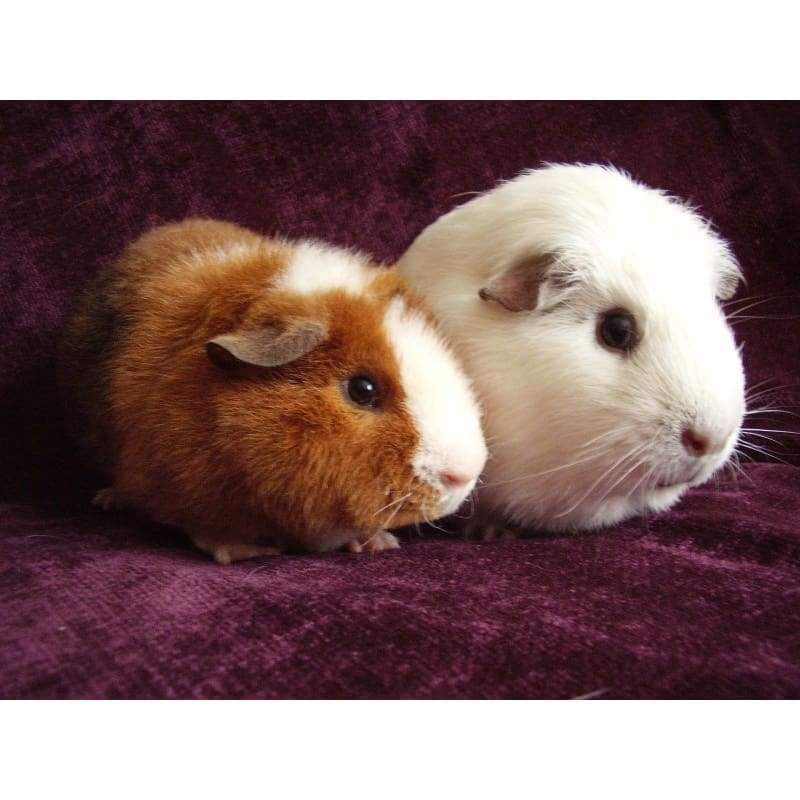 Guinea Pigs- Full Drill Diamond Painting - Special Order -