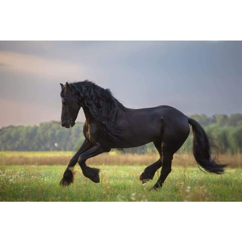 Horse D- Full Drill Diamond Painting - Special Order - Full