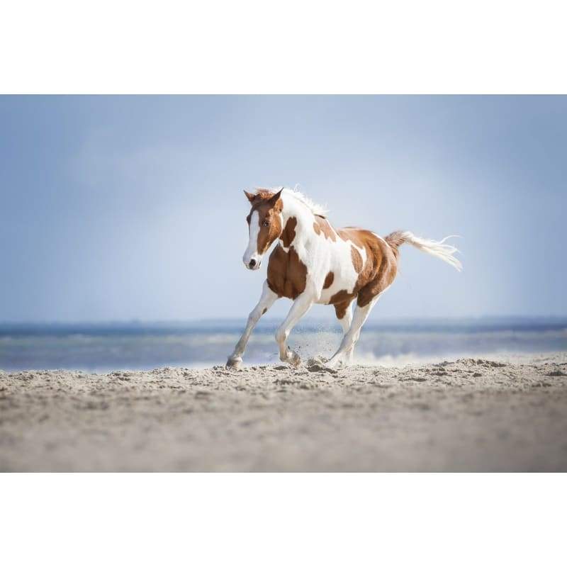 Horse H- Full Drill Diamond Painting - Special Order - Full