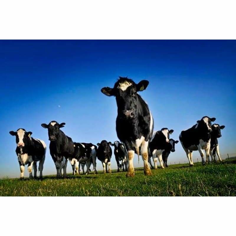 Hot Sale Cow Full Drill - 5D Diy Diamond Painting Kits