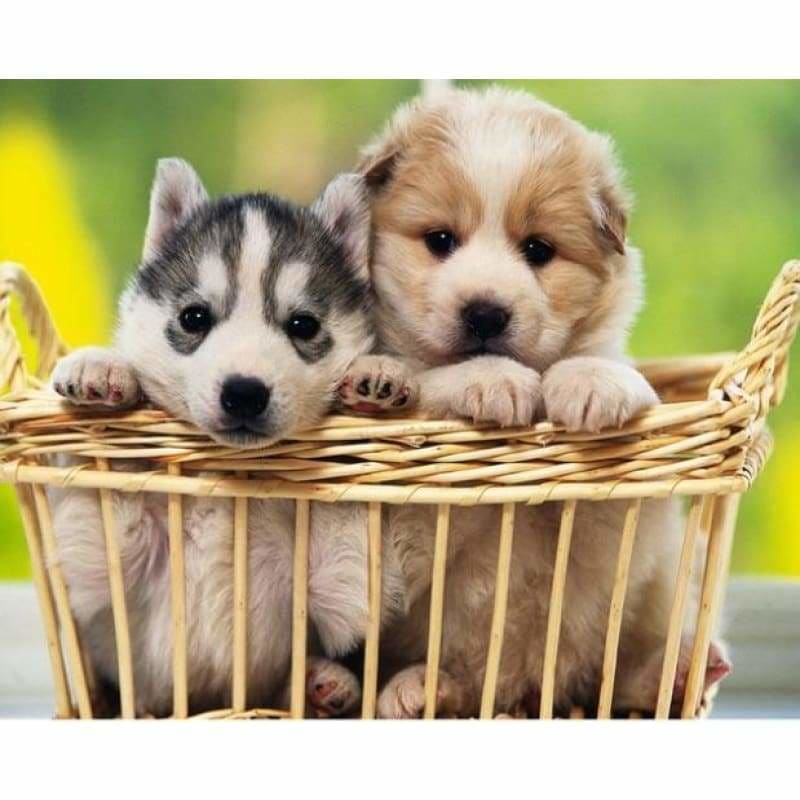 Hot Sale Pet Dog Home Decor Full Drill - 5D Diy Diamond