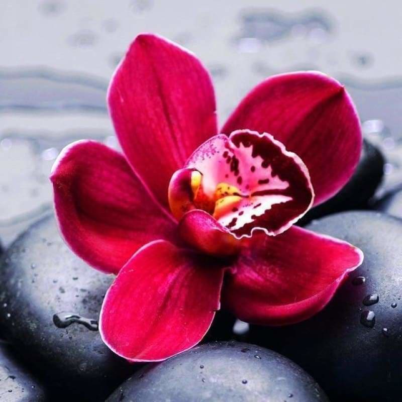 Hot Sale Rhinestone Red Flower Full Drill - 5D Diy Diamond