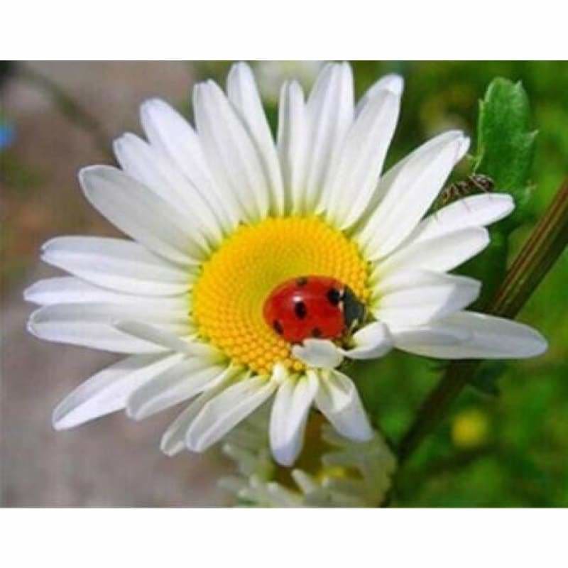 Hot Sale White Flower Full Drill - 5D Diy Diamond Painting