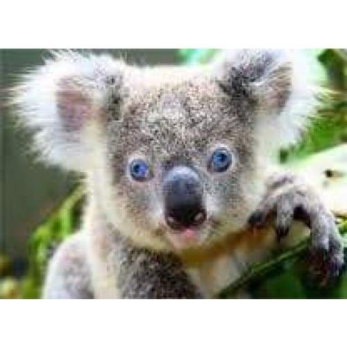 Koala (2)- Full Drill Diamond Painting - Special Order -