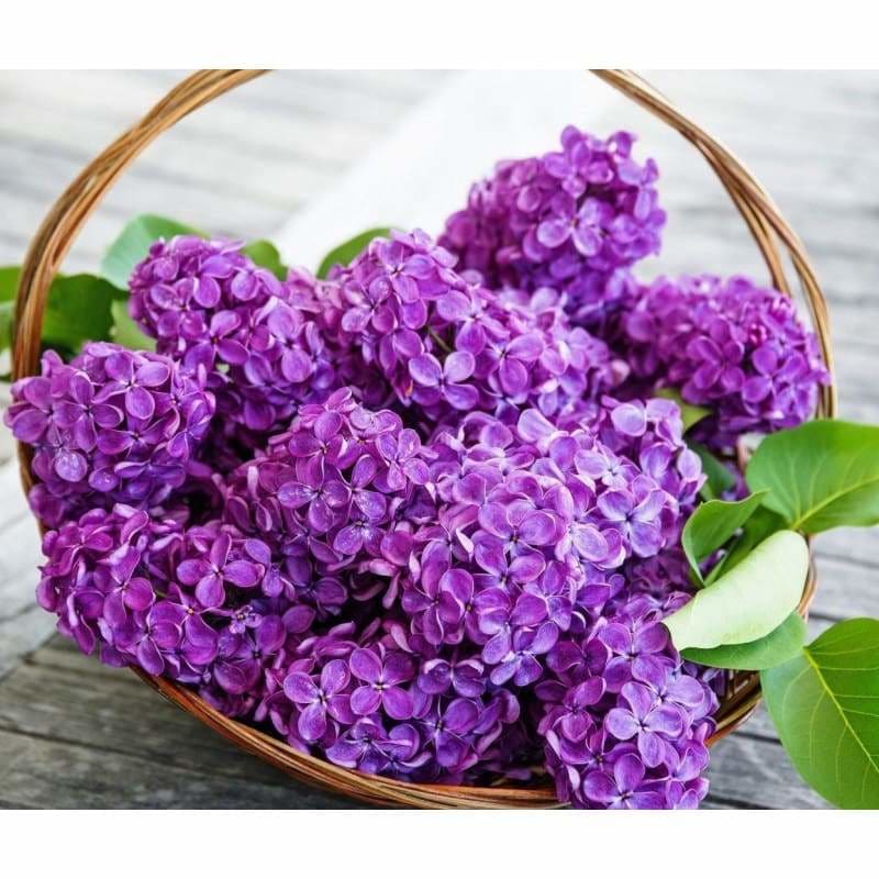 New Hot Sale Lavender Full Drill - 5D Diy Diamond Painting