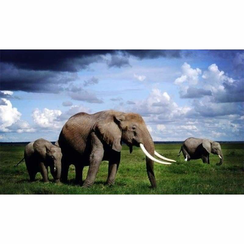 New Hot Sale Photo Elephant Full Drill - 5D Diy Diamond
