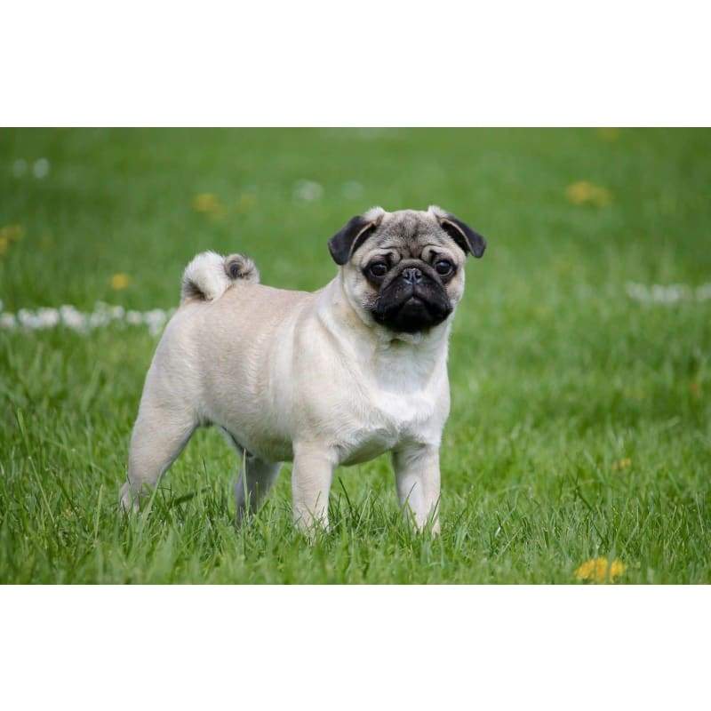 Pug-20 - Full Drill Diamond Painting - Special Order - Full