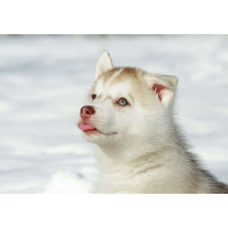 Puppy husky - Full Drill Diamond Painting - Special Order -