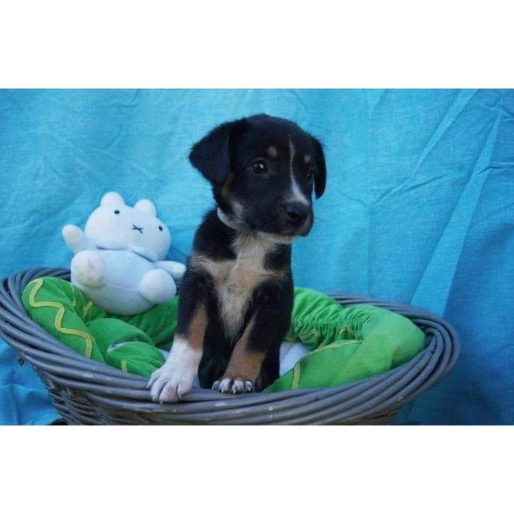 Puppy With Teddy- Full Drill Diamond Painting - Special