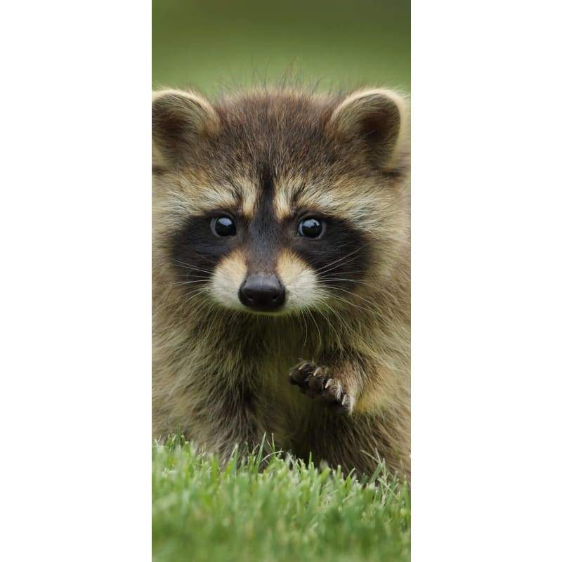 Raccoon- Full Drill Diamond Painting - Special Order - Full