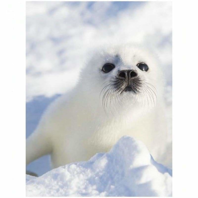 Seal Full Drill - 5D Diy Embroidery Diamond Painting Kits