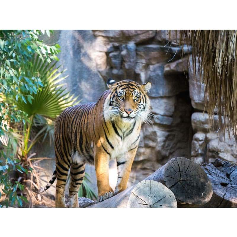 Tiger of the jungle- Full Drill Diamond Painting - Special