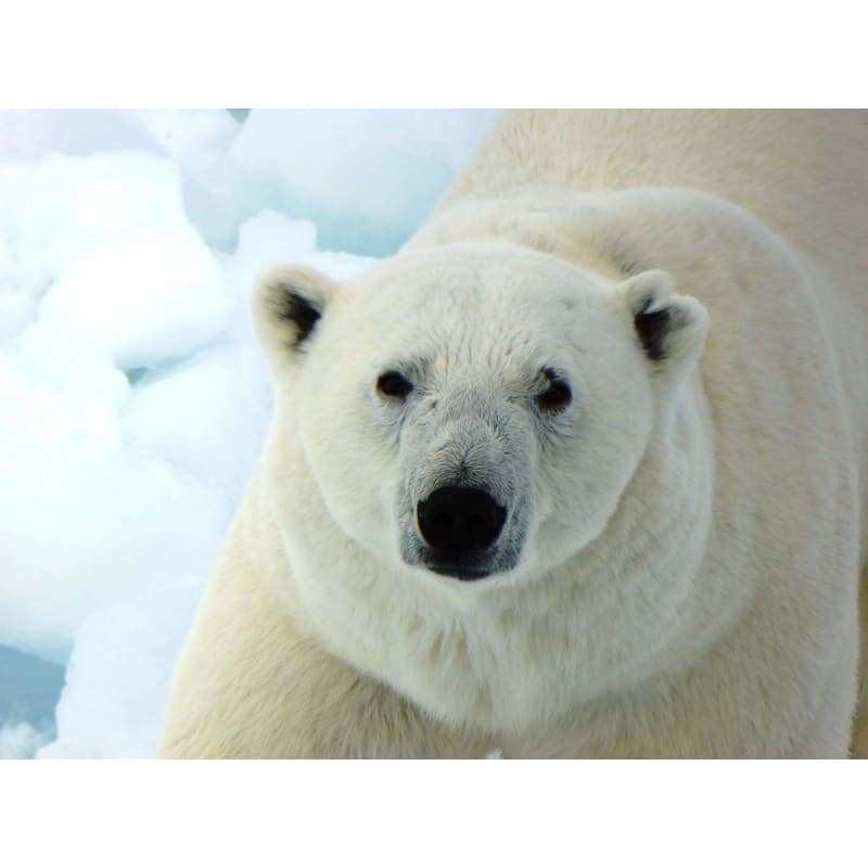 White Polar Bear- Full Drill Diamond Painting - Special