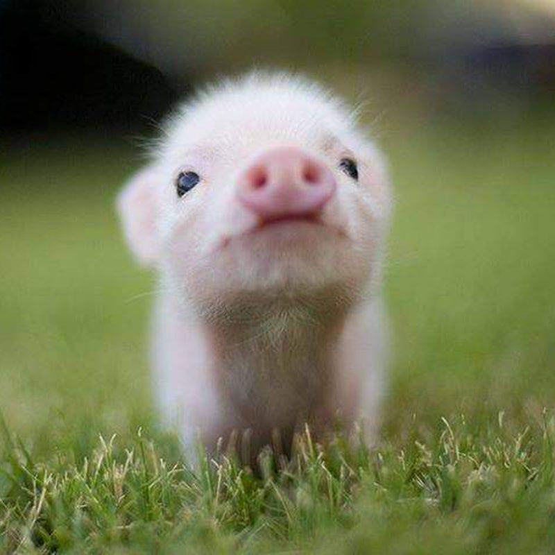Pig Diamond Painting Kits