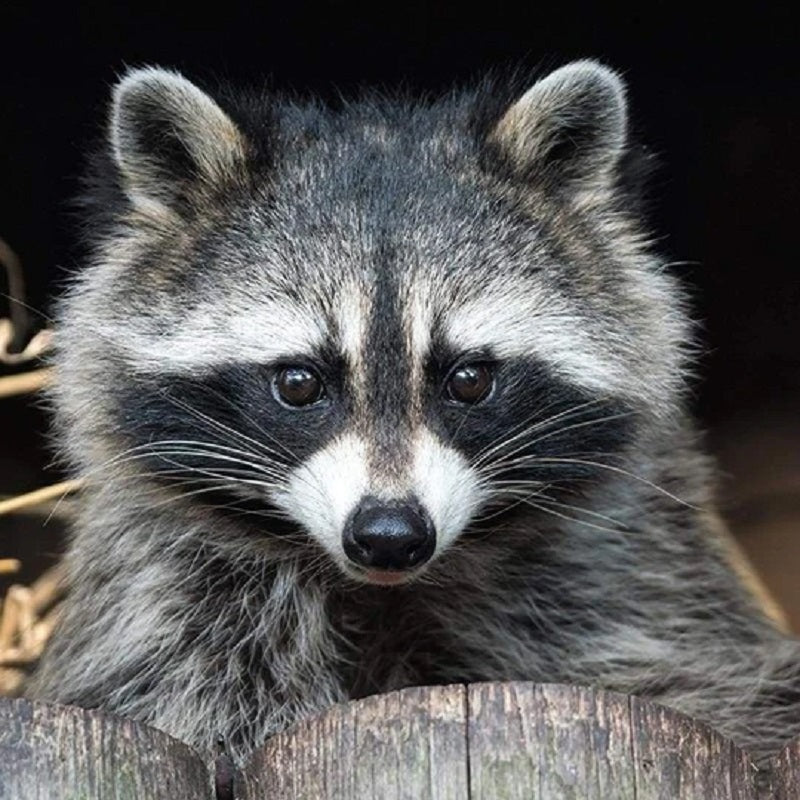 Raccoon Diamond Painting