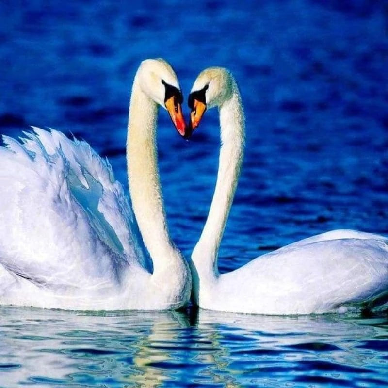 Swan Diamond Painting Kits