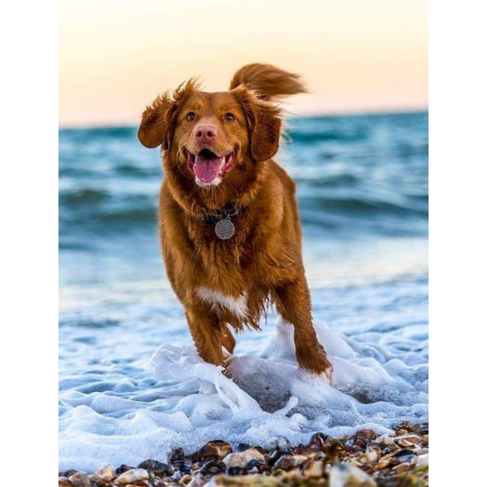 Dog on beach- Full Drill Diamond Painting - Special Order -