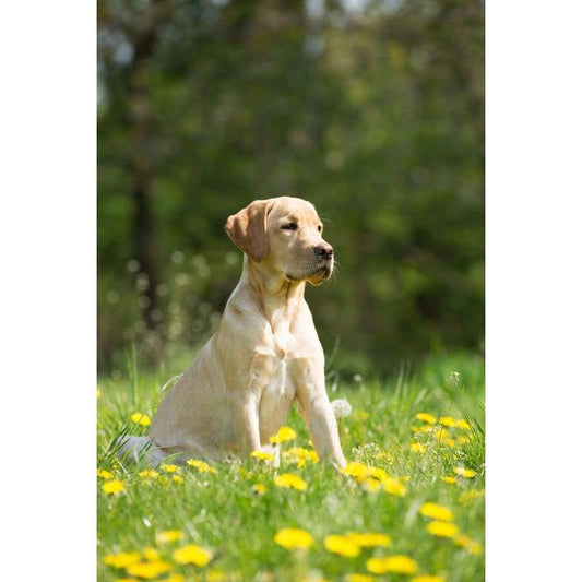 Dog with yellow flowers- Full Drill Diamond Painting -