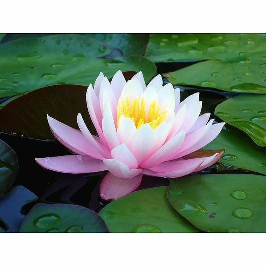 Dream Lotus Full Drill - 5D Diy Diamond Painting Kits NA0142