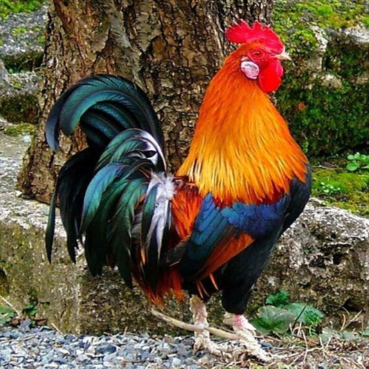Full Drill - 5D Diamond Painting Kits Noble Cock
