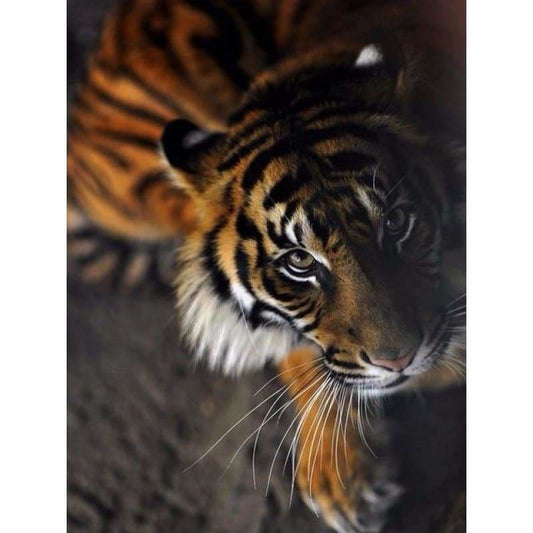 Full Drill - 5D DIY Diamond Painting Kits Animal Cool Tiger