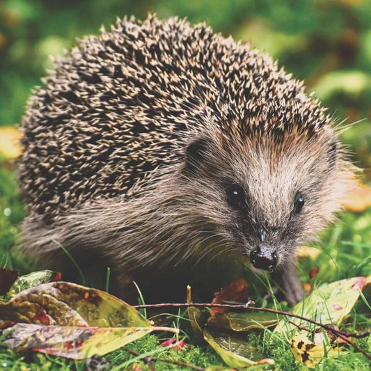 Hedgehog01- Full Drill Diamond Painting - Special Order -