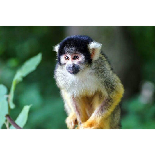 Little Monkey - Full Drill Diamond Painting - Special Order