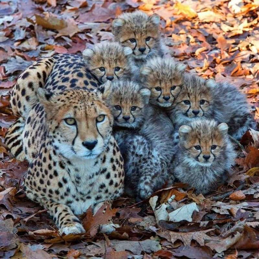 Mother And Cubs - Full Drill Diamond Painting - Special