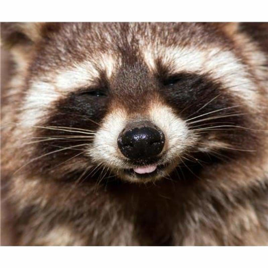 New Hot Sale Cross Stitch Cute Raccoon DIY Full Drill - 5D